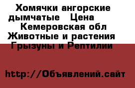 Хомячки ангорские, дымчатые › Цена ­ 100 - Кемеровская обл. Животные и растения » Грызуны и Рептилии   